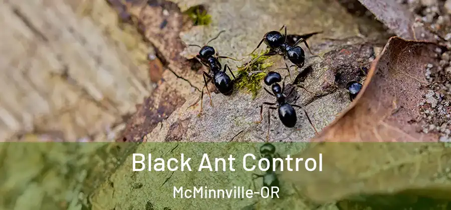 Black Ant Control McMinnville-OR