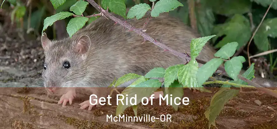 Get Rid of Mice McMinnville-OR