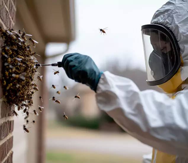 Your Bee Removal Company in McMinnville, OR