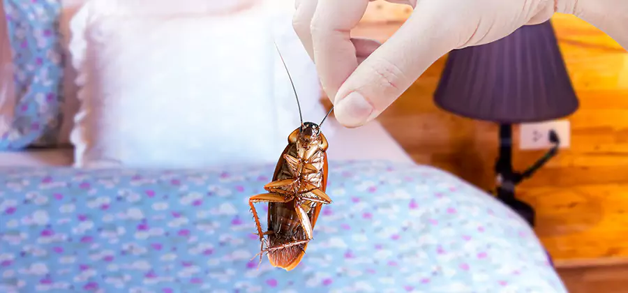 Fast Roach Elimination in McMinnville