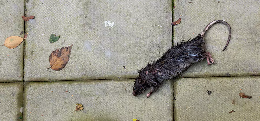 Mice in the Attic Removal in McMinnville