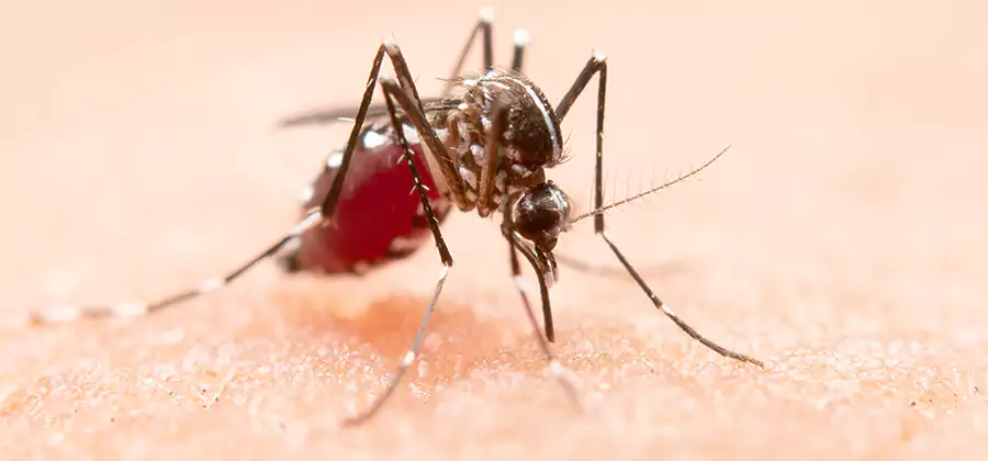Pond Mosquito Control and Water Treatment in McMinnville