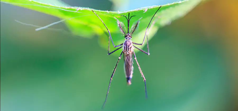 Home Defense Insect Killer in McMinnville