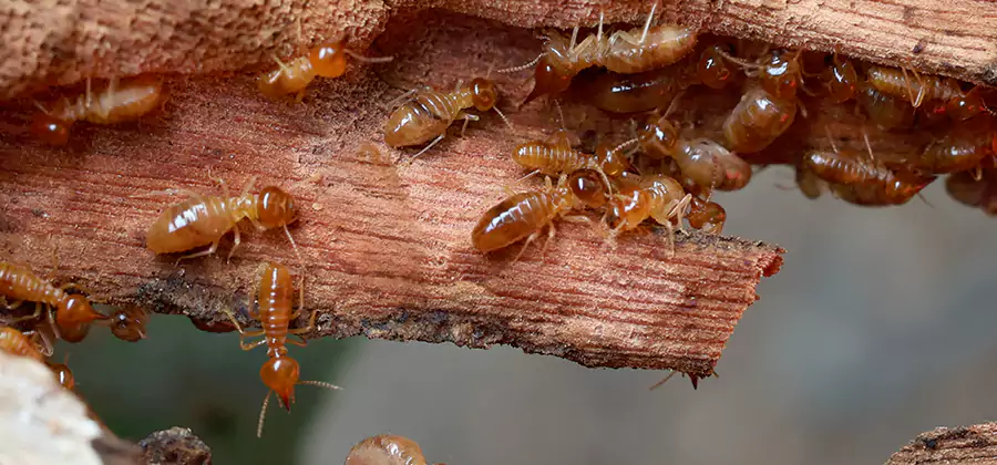 Termite Pest Management in McMinnville