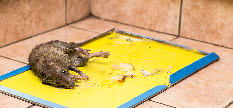 Rat Trapping Service In McMinnville