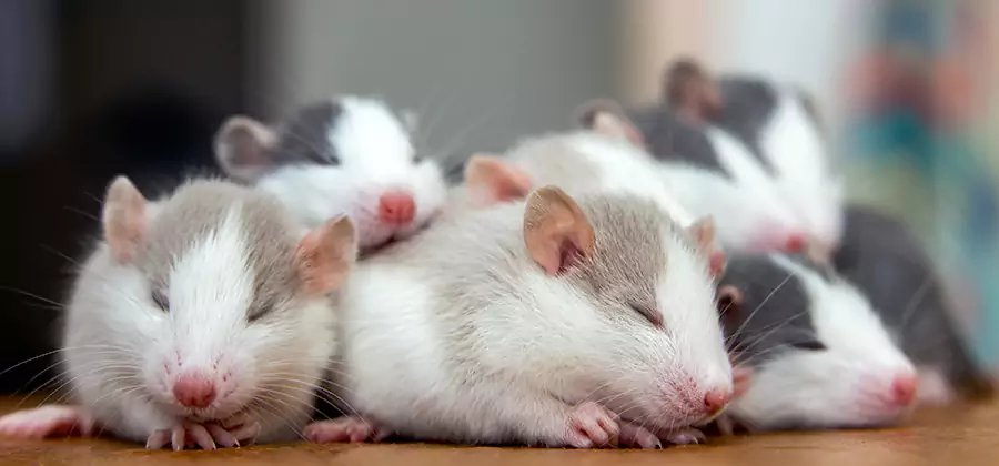 Rat Infestation Exclusion Service in McMinnville