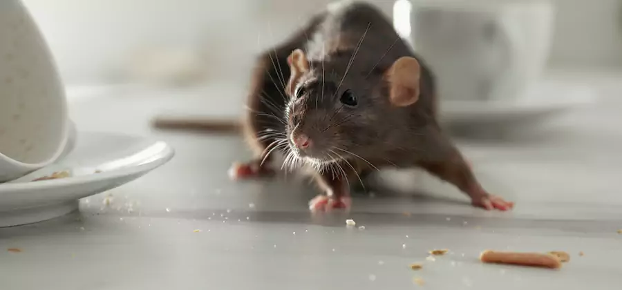 Attic Rat Exclusion Service in McMinnville