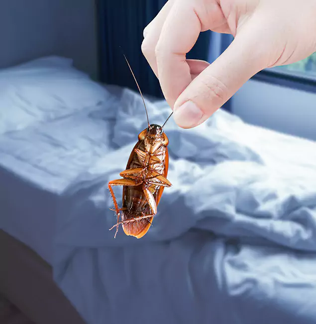 Why Choose McMinnville Pest Control Pro for Bed Bug Extermination in McMinnville, OR?