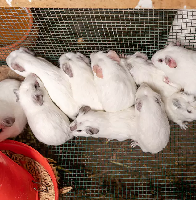Why Choose McMinnville Pest Control Pro for Rat Infestation in McMinnville, OR?