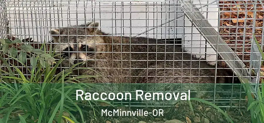 Raccoon Removal McMinnville-OR