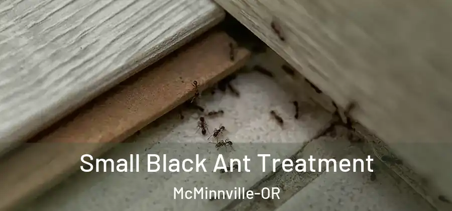  Small Black Ant Treatment McMinnville-OR