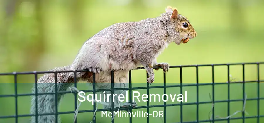 Squirrel Removal McMinnville-OR